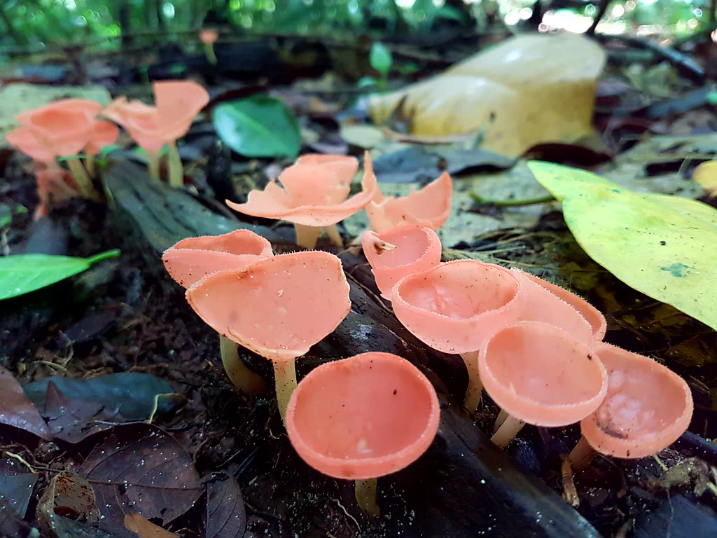 Affen im Blätterdach