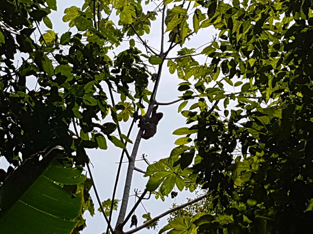 Könnte vieles sein. Ist aber ein Faultier.