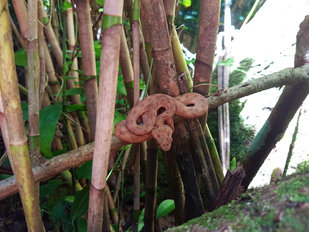 Giftige Schlange am Wegesrand - Abstand halten!