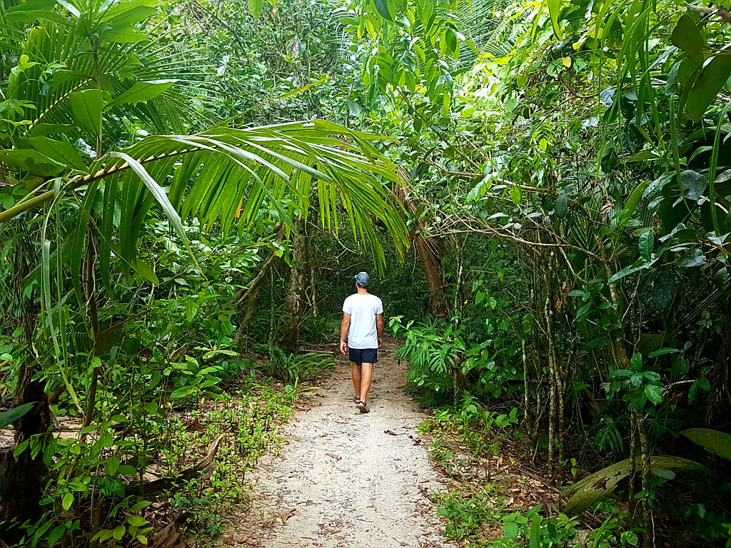 Affenbande in den Bäumen