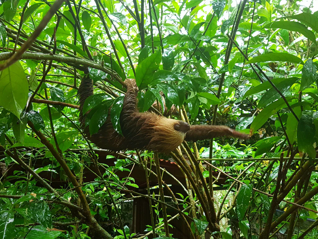 Faultier zum Anfassen nah