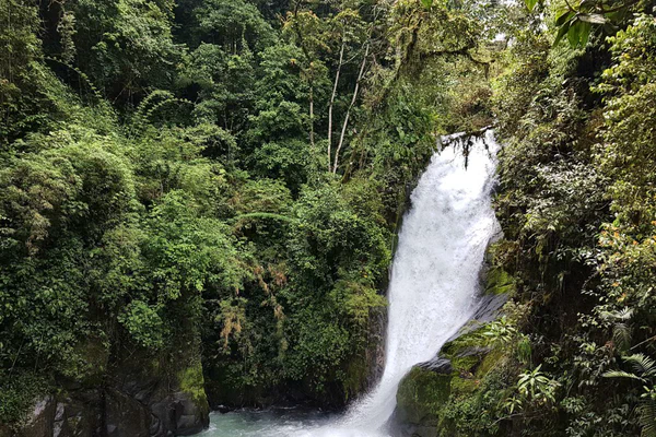 Freiwilligenarbeit im Nebelwald Costa Ricas