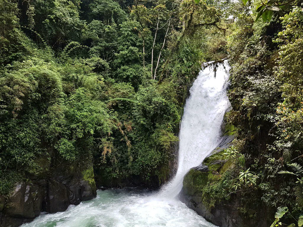 Wanderweg durch den dichten Nebelwald