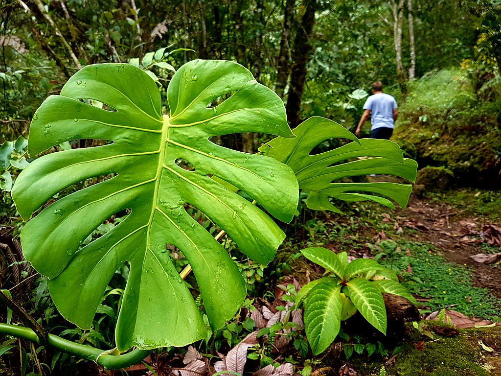 Entdeckungstour durchs Cloudbridge Nature Reserve