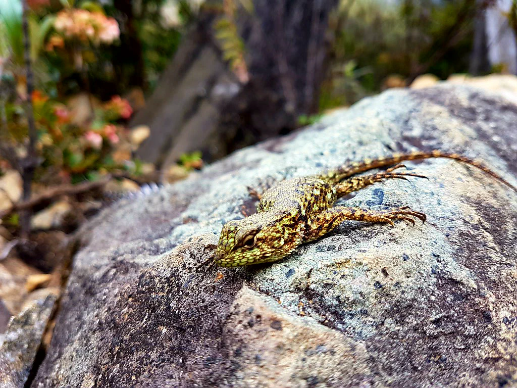 Eidechse am Wegesrand