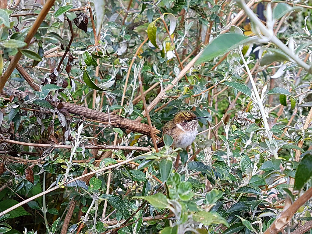 Kolibri - Interessantheitsskala 10/10