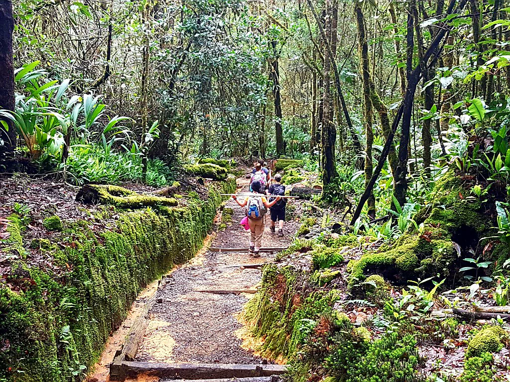 Der Weg führt durch den Nebelwald
