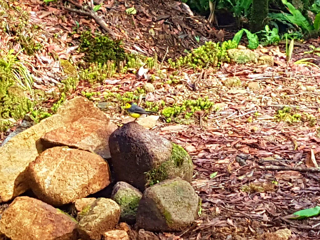 Vogel mit gelbem Bauch - Interessantheitsskala 5/10