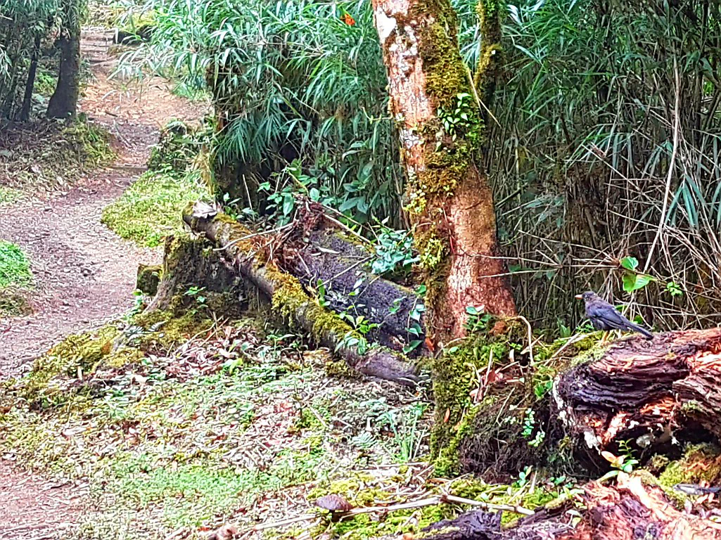 Schwarzer Vogel - Interessantheitsskala 0/10