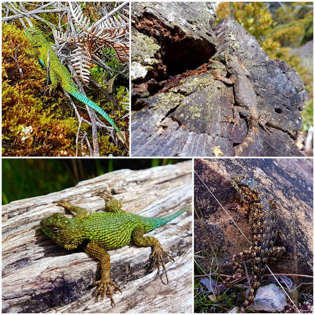 Noch eine bunte Eidechse