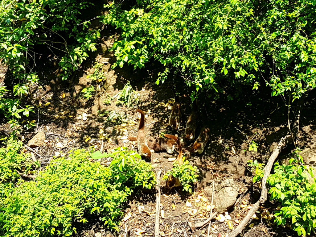 Die Nasenbär-Kolonie