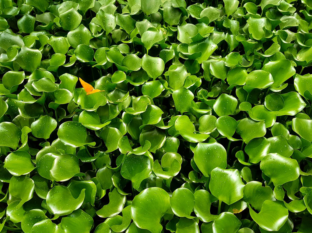 Tropische Schönheit