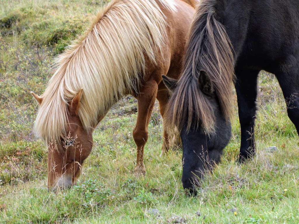 Noch mehr Islandponys!