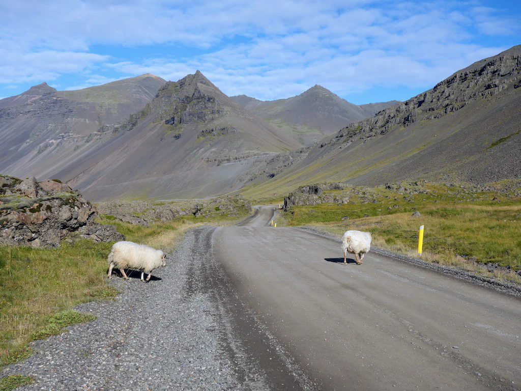 Irgendwann vergeht den Schafen immer die Lust am Fotografiert werden…
