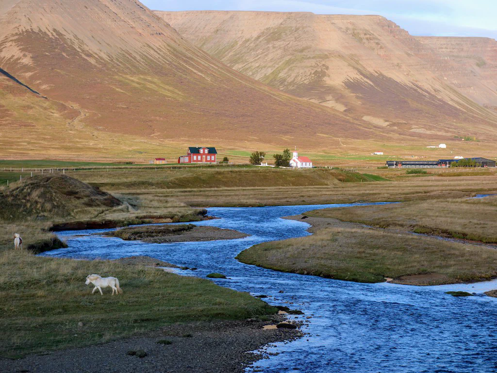 …und einsame Islandponys.