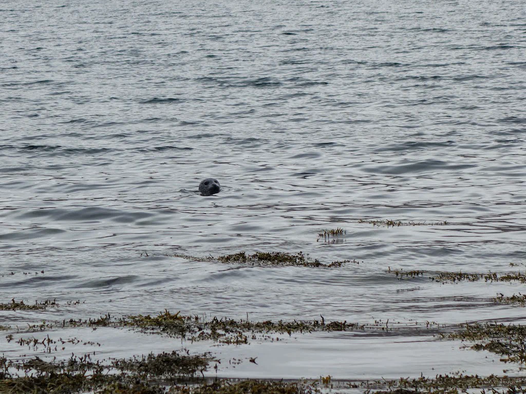 Hallo Robbe! Der Fisch ist leider schon weg...