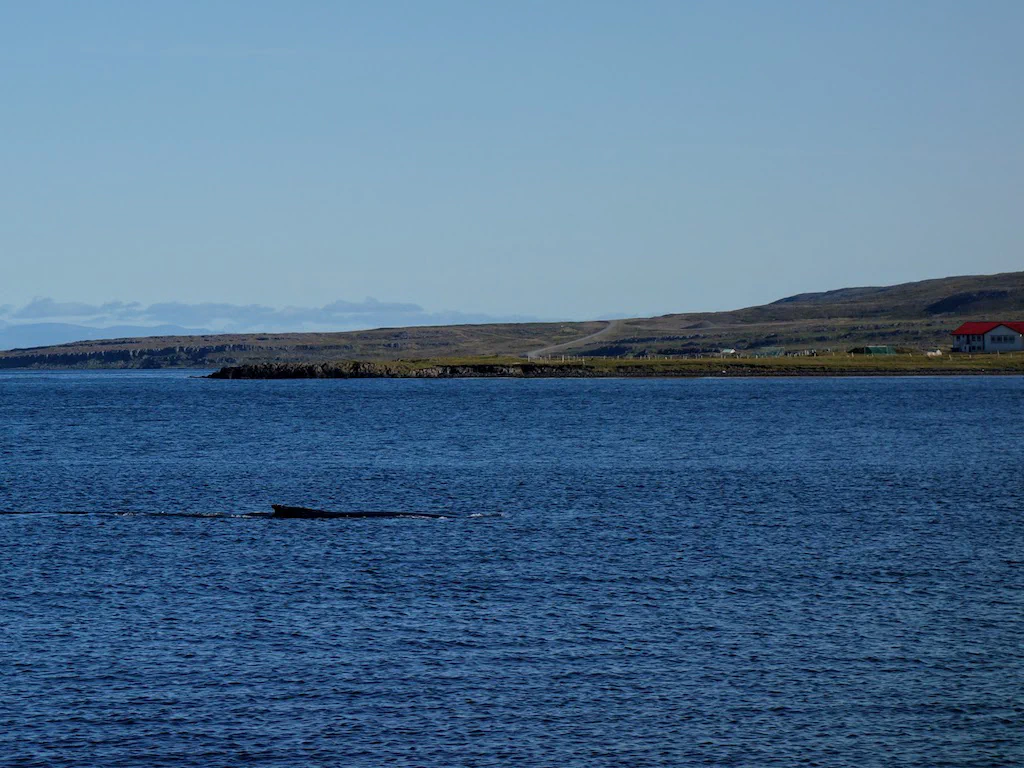 Könnte vieles sein – ist aber ein Minkwal