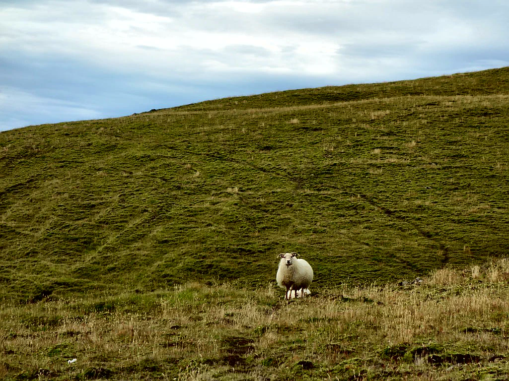 Hellooo - auf Euch hatte ich gehofft!