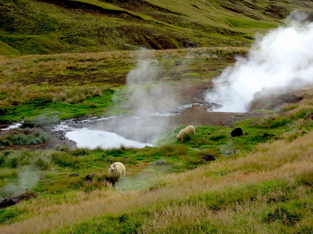 Na, wenn das mal keinen Lammbraten gibt...