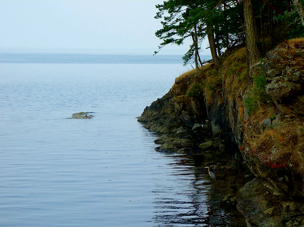 Sieht jemand den Fischreiher?