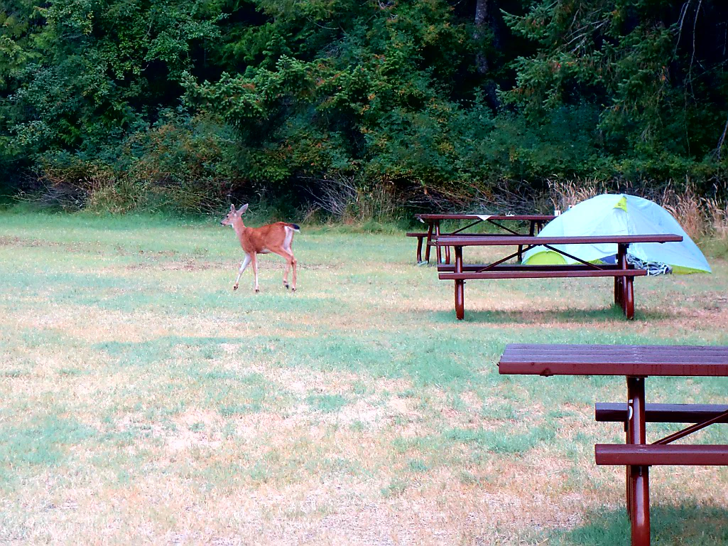 Morgendlicher Besuch von einem Reh