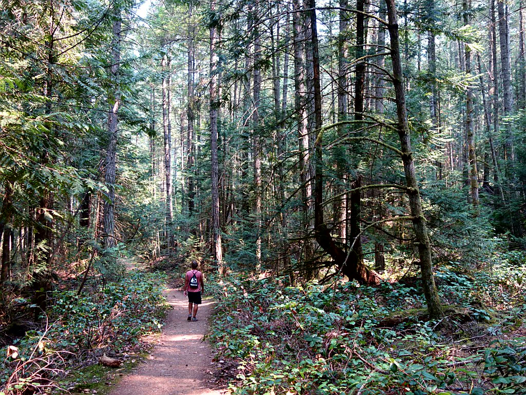 Wanderweg durch den Wald