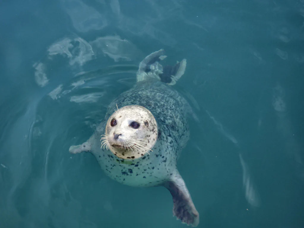 Die Robben wollen mehr Futter
