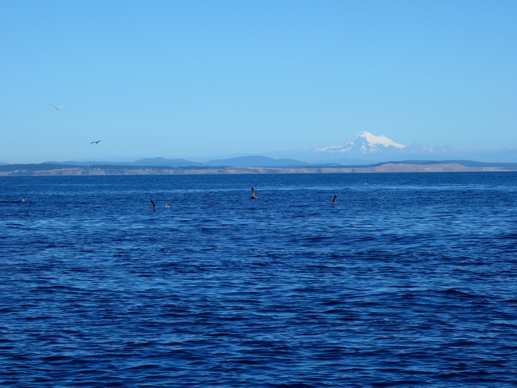 Roadtrip nach Tofino - Unsere letzten Tage auf Vancouver Island