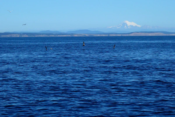 Roadtrip nach Tofino - Unsere letzten Tage auf Vancouver Island