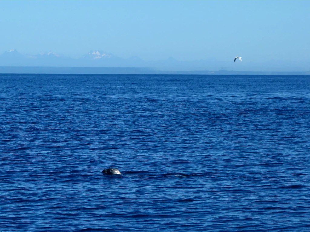 Immer wieder Robben neben uns im Wasser!