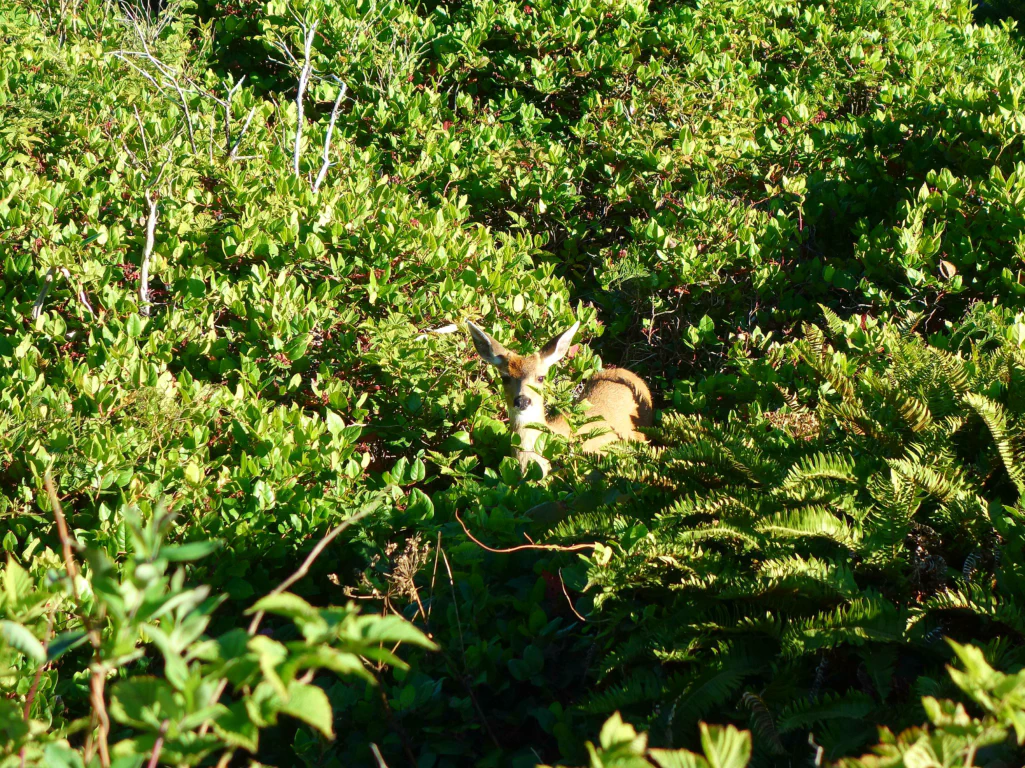 Ein Reh hat sich an den Leuchtturm verlaufen.
