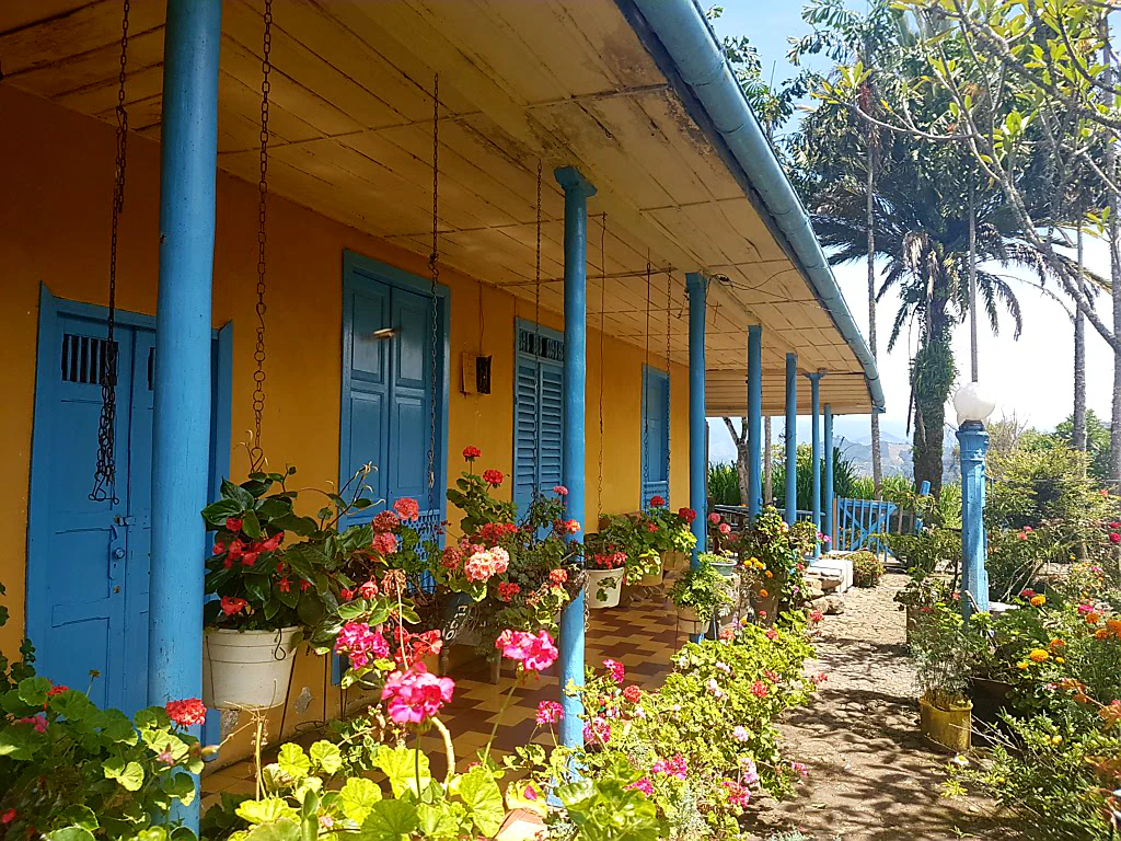 Bananenstauden am Wegesrand
