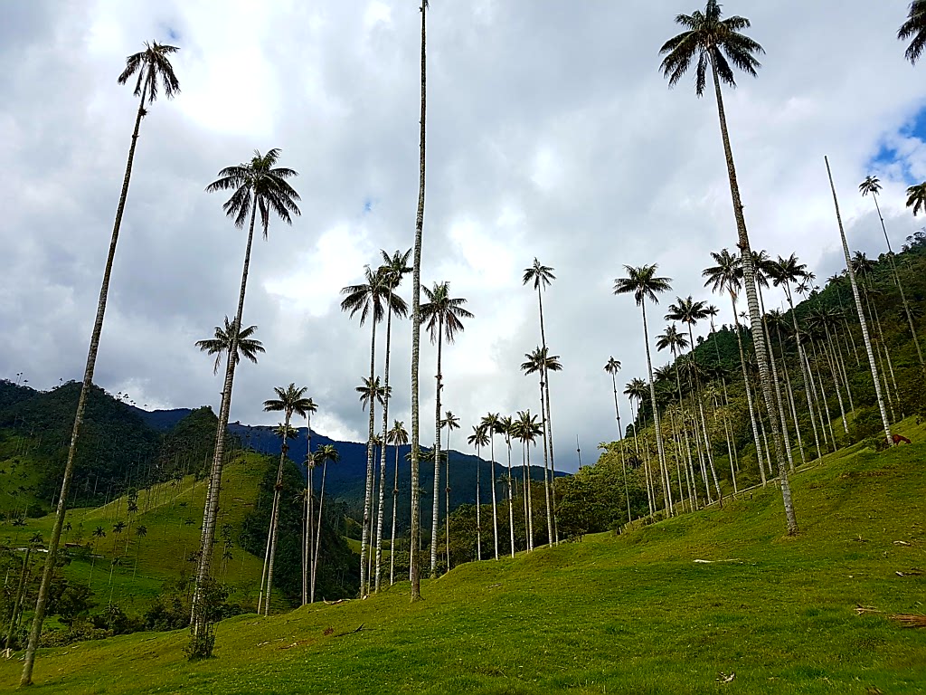 Heimatgefühle in Kolumbiens Kaffeeoase Salento