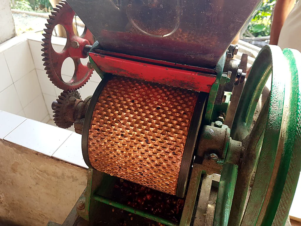 ...werden in dieser Maschine ihr Fruchtfleisch los.