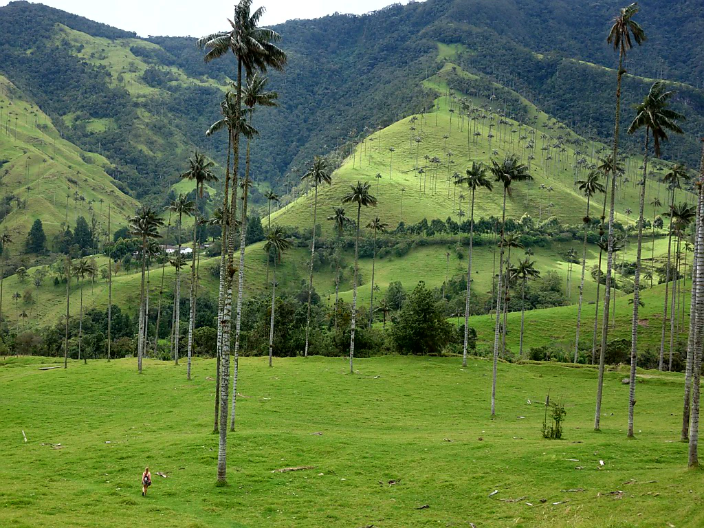 Valle de Cocora - deswegen tut man sich die Strapazen an.