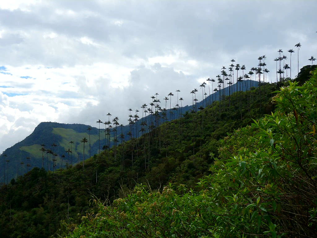 Wachspalmen: Kolumbiens Nationalbaum