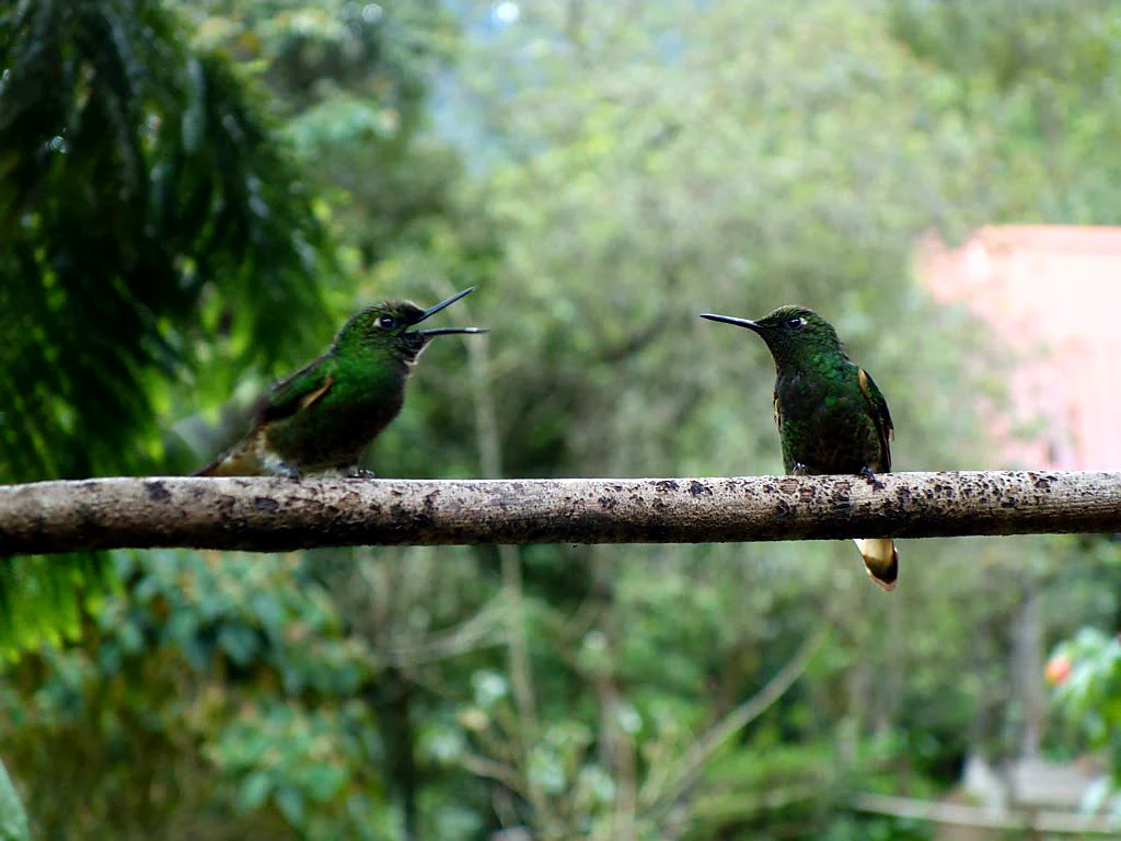 Dank Kamera endlich gute Tierbilder!