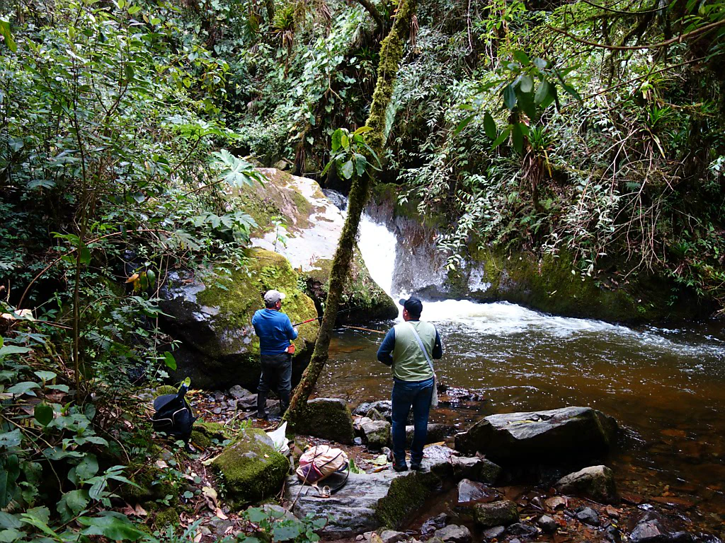 Angeln im Bosque de Cocora