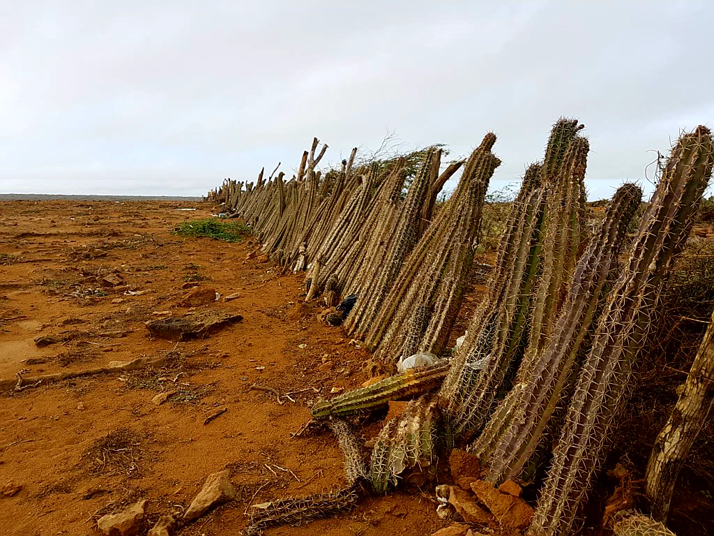 Zaun. Colombian-style.