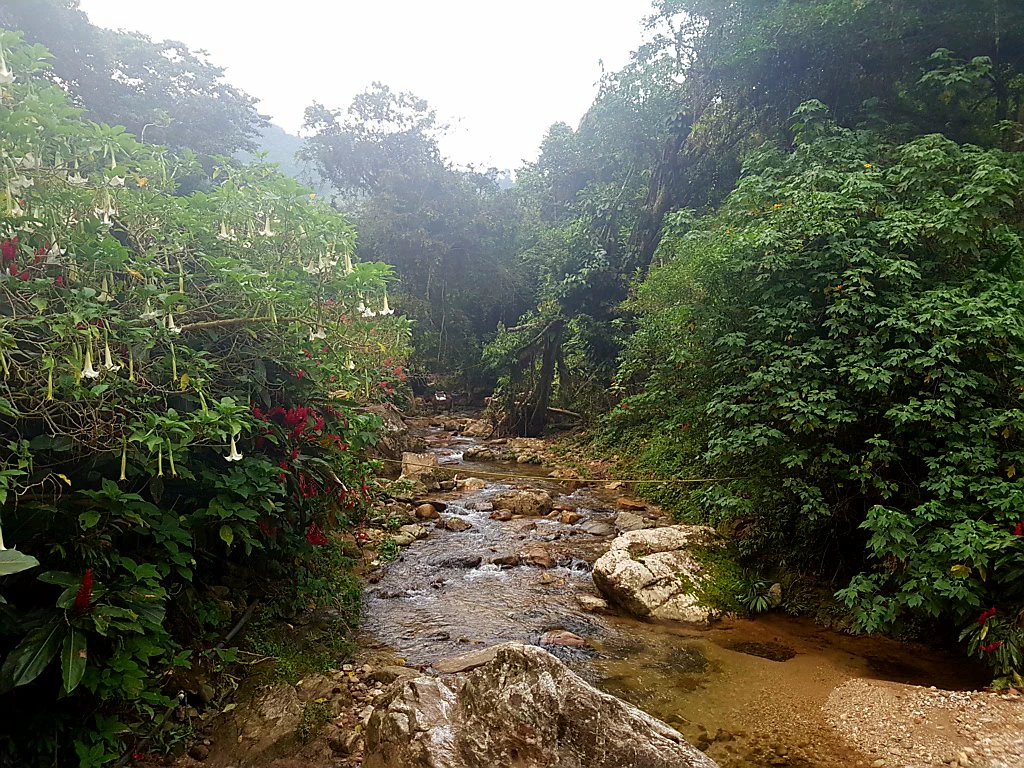 Hängematten-Reihen im ersten Camp