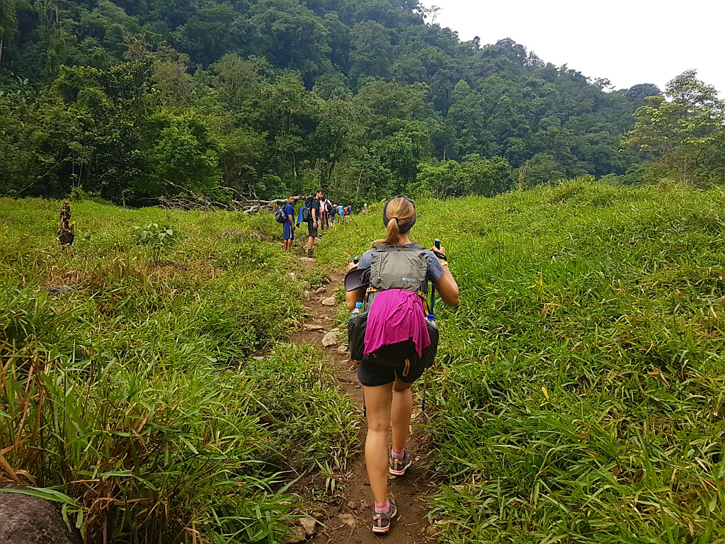 Endloser Dschungelpfad