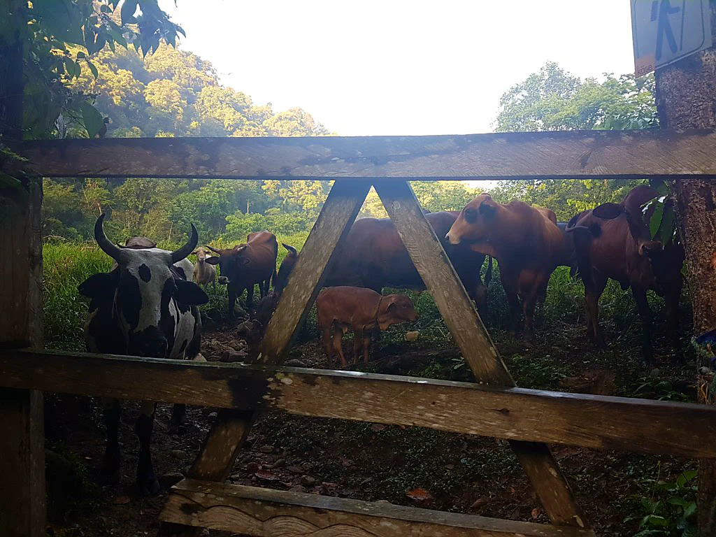 Maultiere transportieren die Vorräte