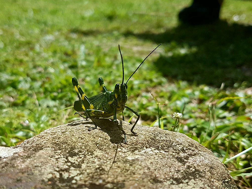 Kleine Bewohner der Sierra Nevada