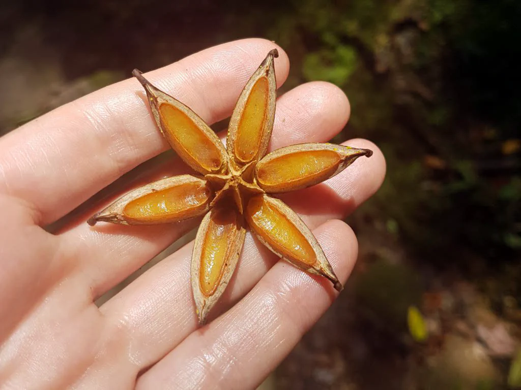 Exotische Tierwelt im Dschungel