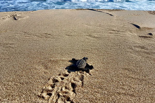 Everybody goes surfing in Puerto Escondido!
