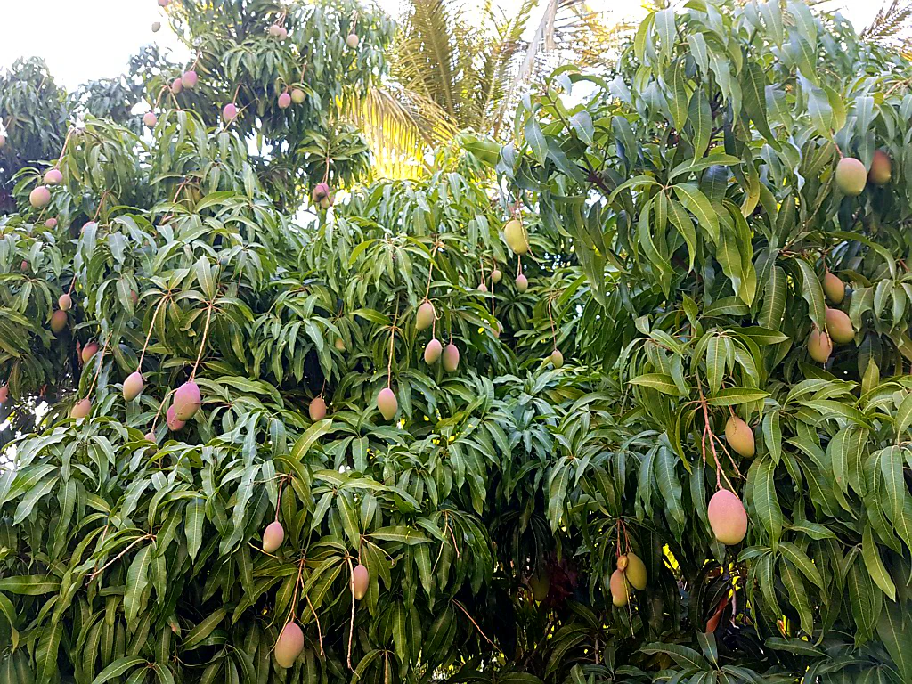 ... säumen hier die Straßen!