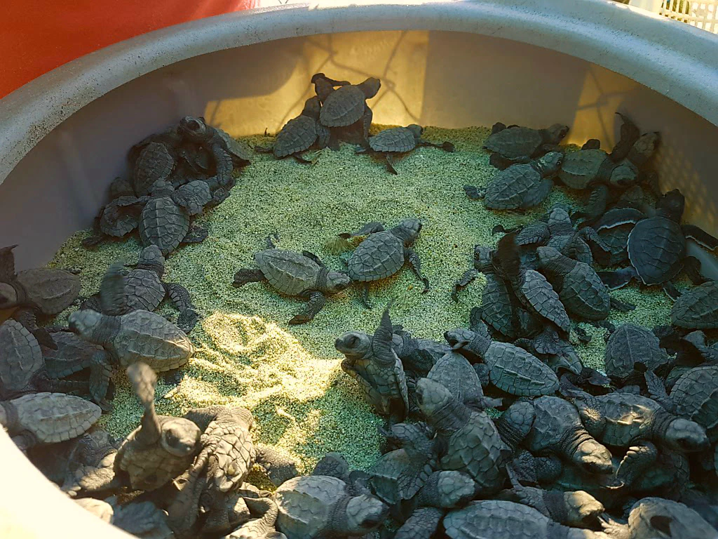 So viele frisch geschlüpfte Babys!