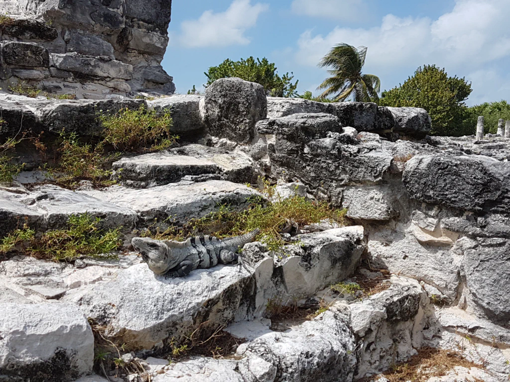 Leguan posiert fürs Foto