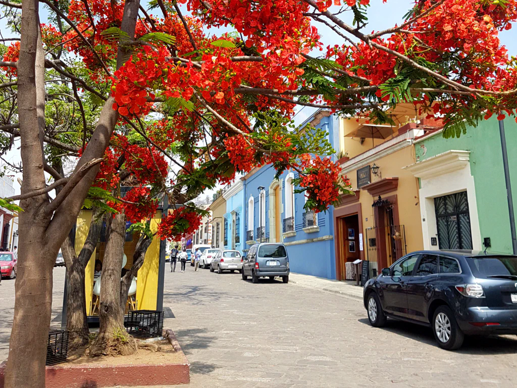Überall blühende Bäume und bunte Fassaden