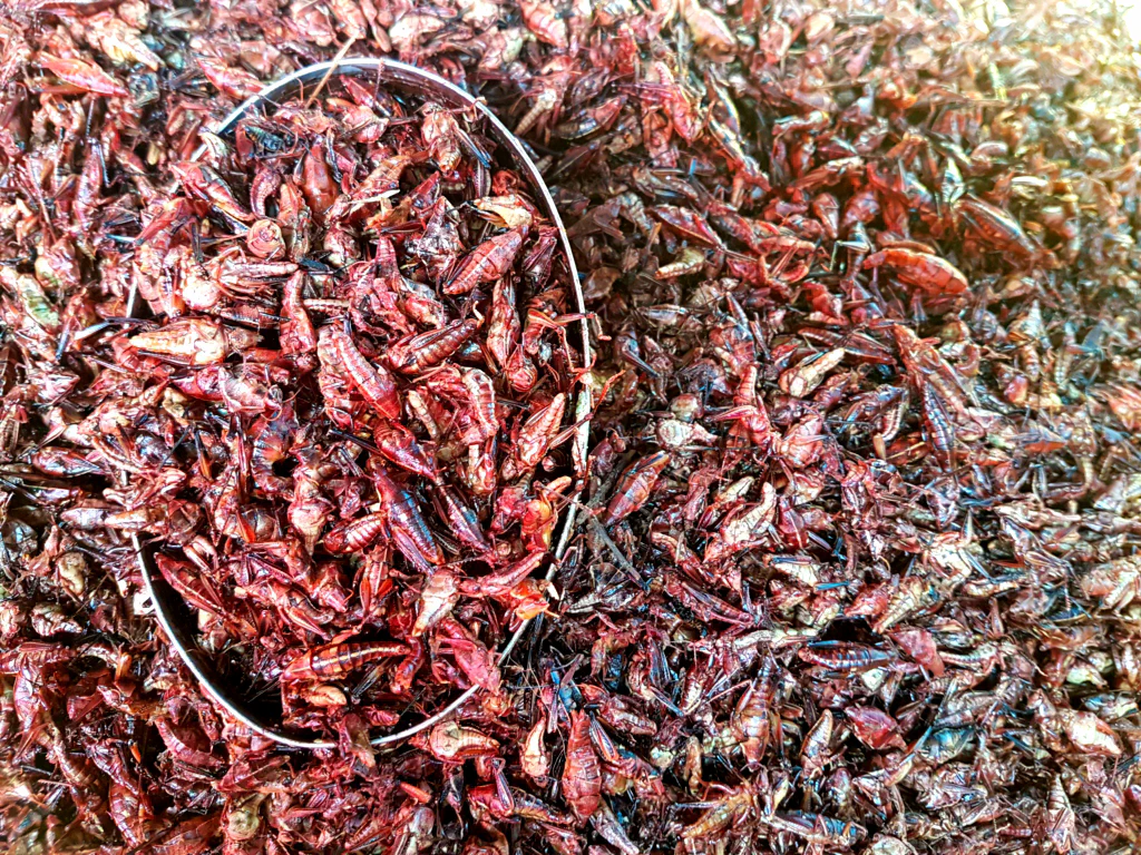 Chapulines - die berühmten Grashüpfer